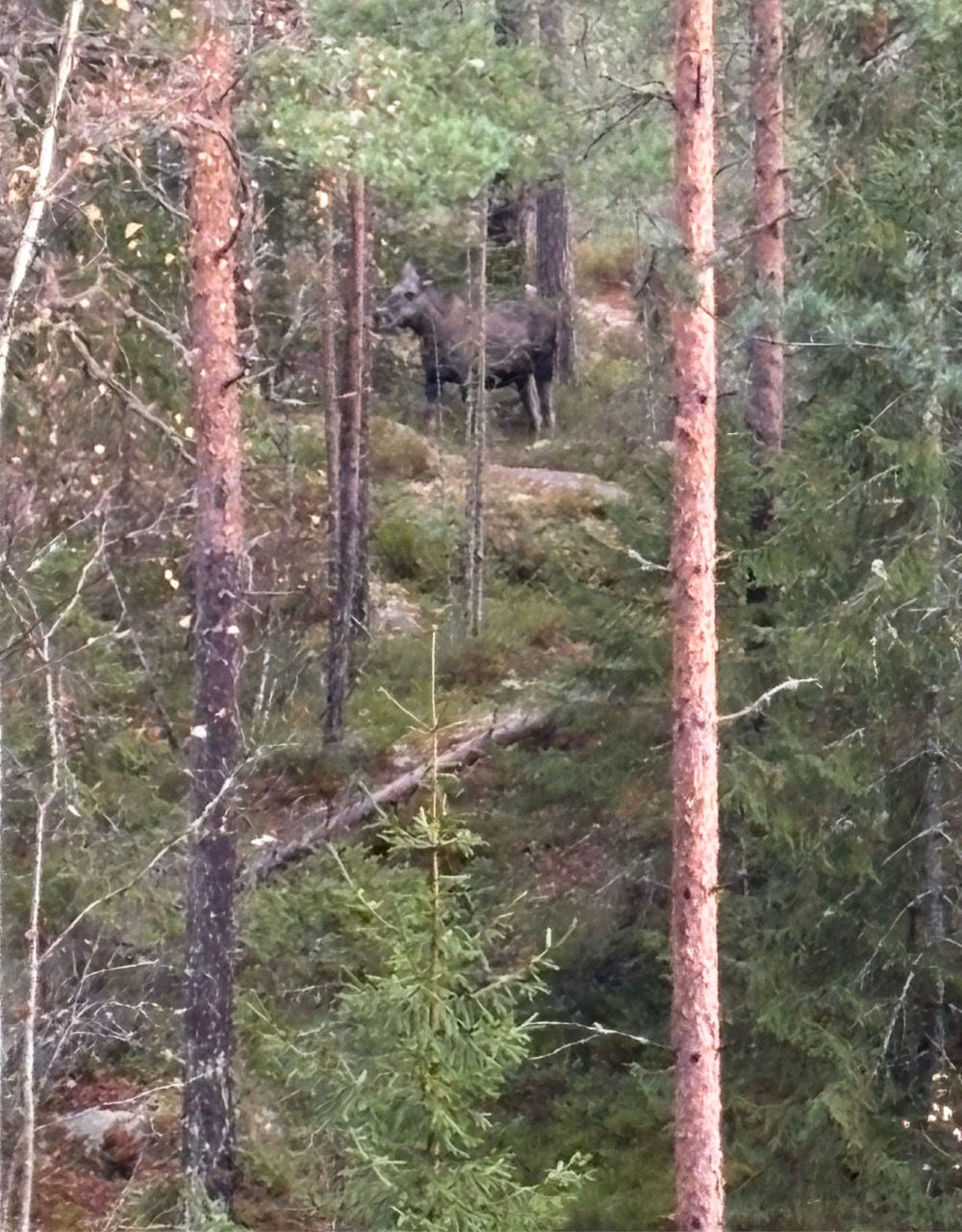 En bjørn som går gjennom skogen